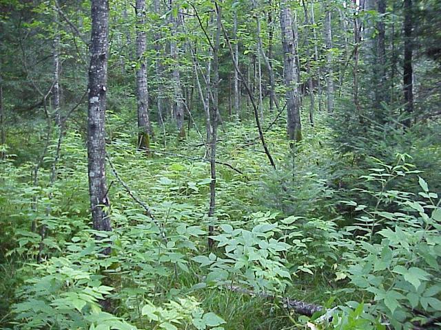 View to the west from the confluence site.