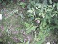 #6: Ground cover at the confluence site.