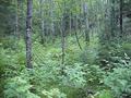 #7: View to the west from the confluence site.