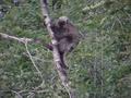 #9: Porcupine along the road near the gate that marked the start and end of the confluence hike.