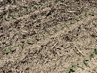 #6: Ground cover at the confluence point.