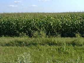 #1: Looking South - The confluence is 100 feet into the corn.