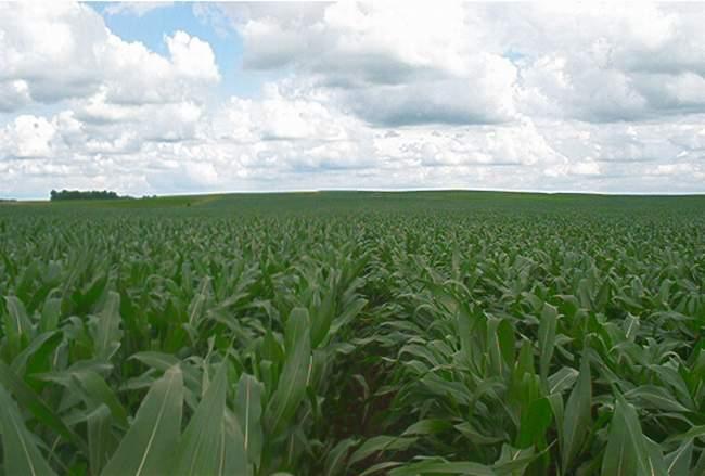 The area of the confluence - and the sea of corn surrounding it