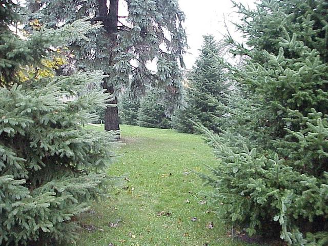 View to the west from the street just north of the confluence.