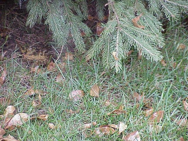 Suburban groundcover at the confluence site.