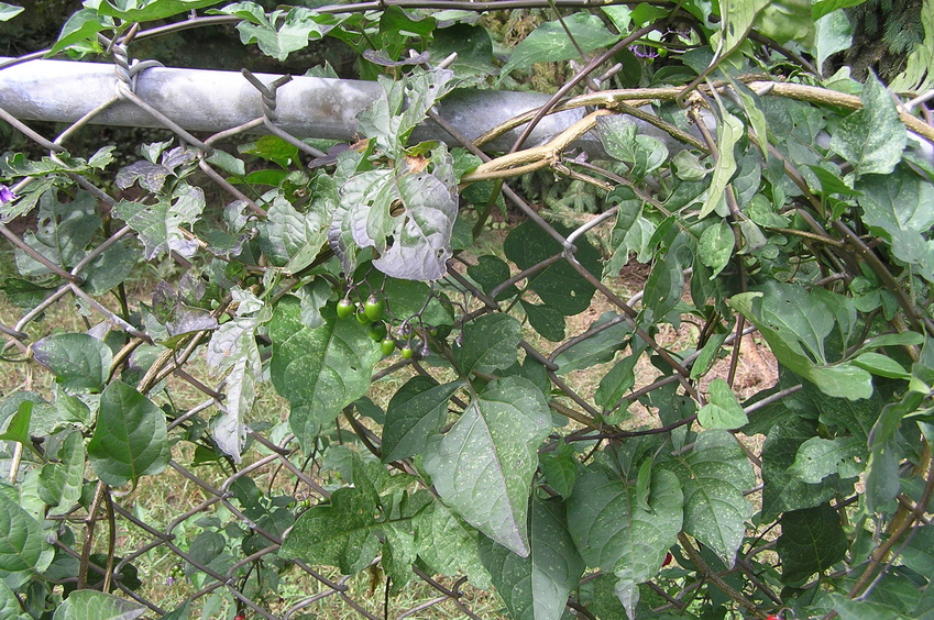 Vines and berries a meter from the confluence site.