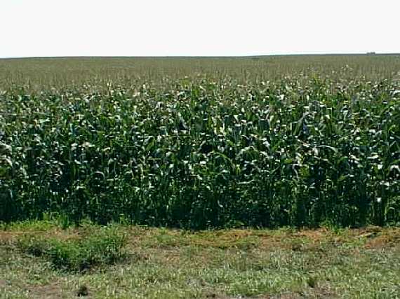 The confluence is about 100 feet into the corn