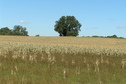 #5: View to the north from the confluence.