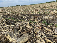 #8: The groundcover at the confluence point.