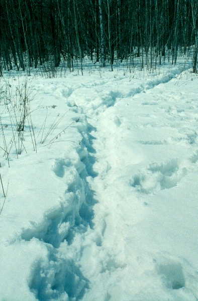 Trail leading thru the snow from the road