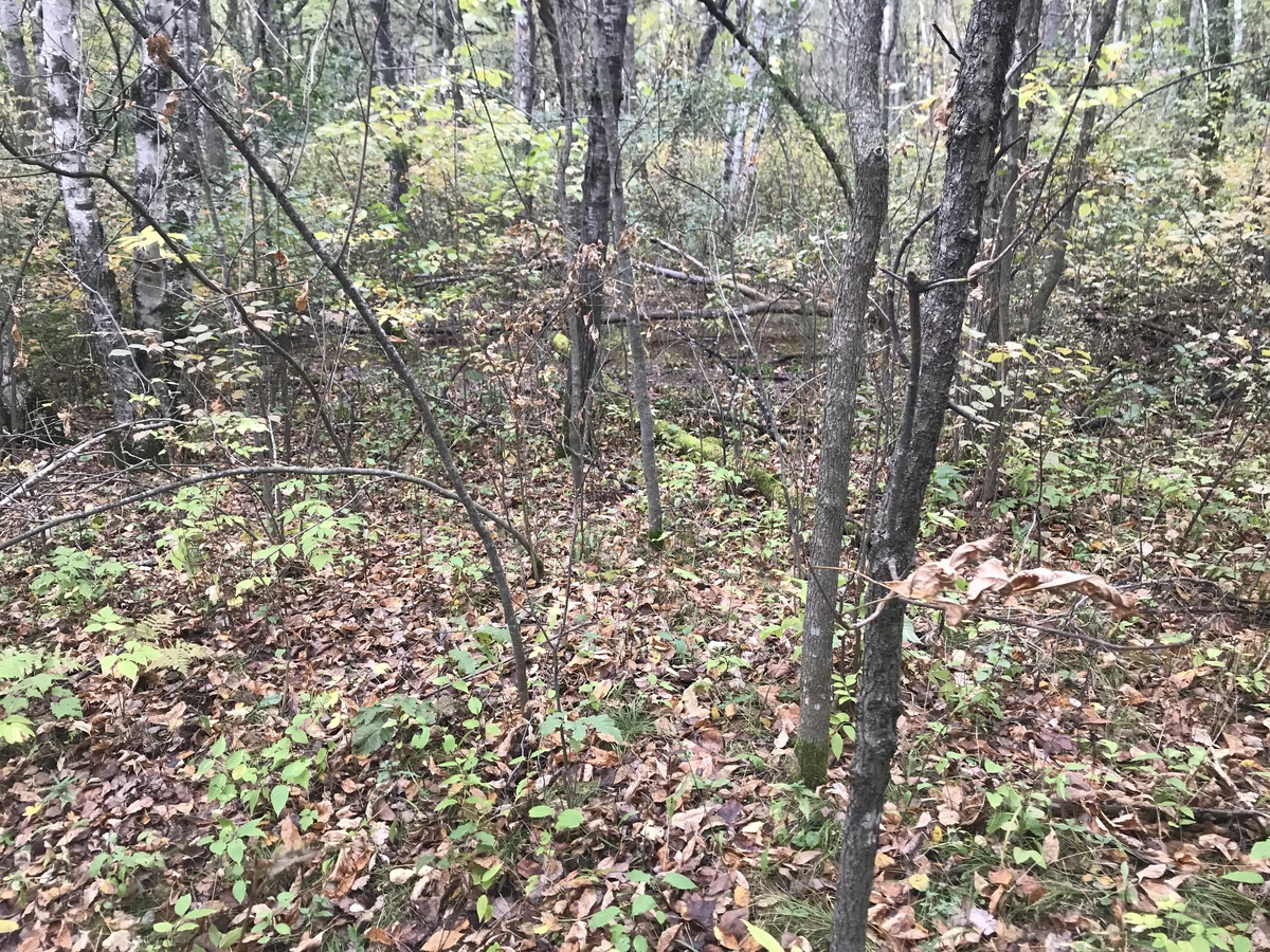 Site of 46 North 94 West, looking west-northwest to bog. 