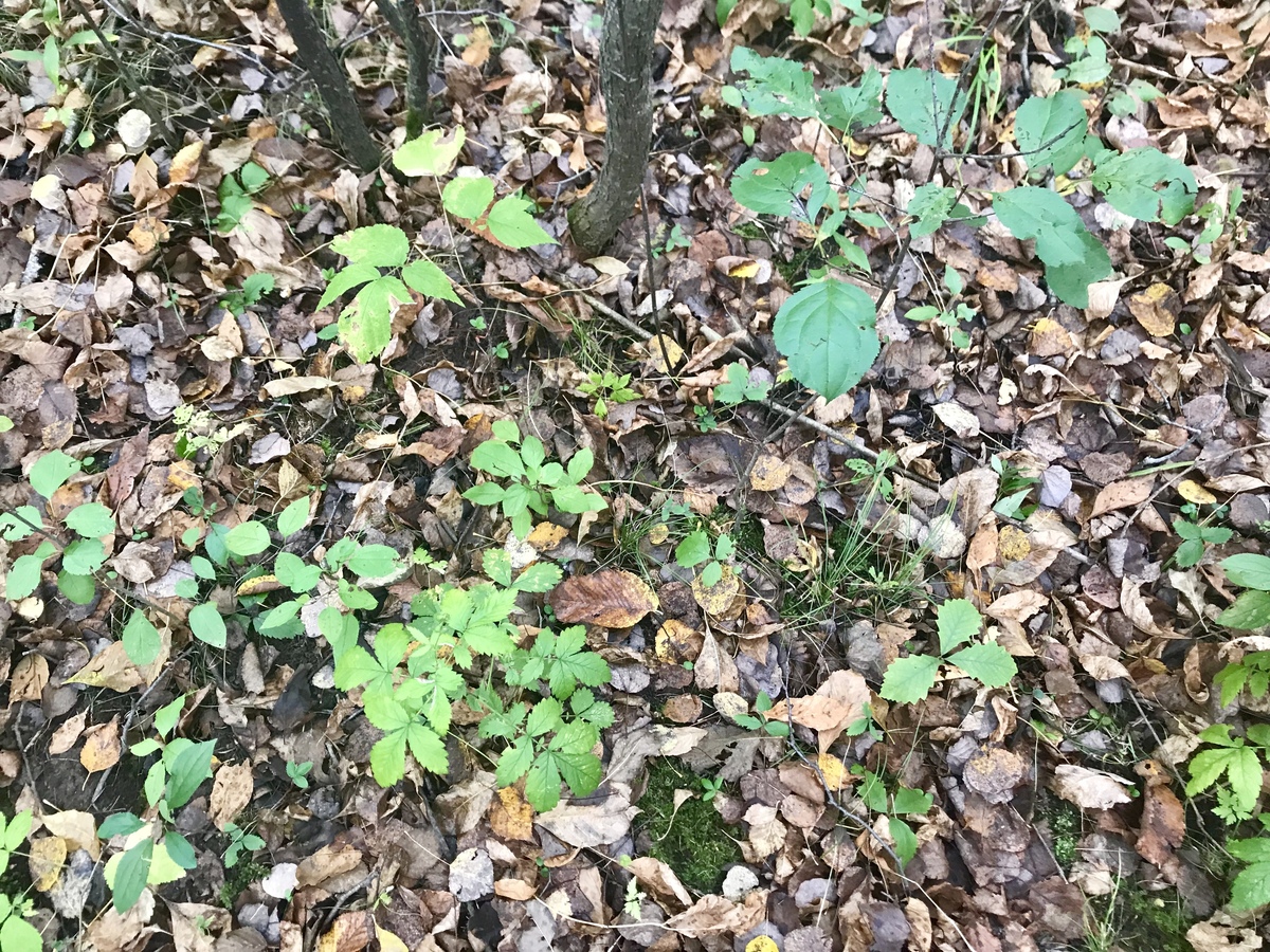 Ground cover at confluence point. 