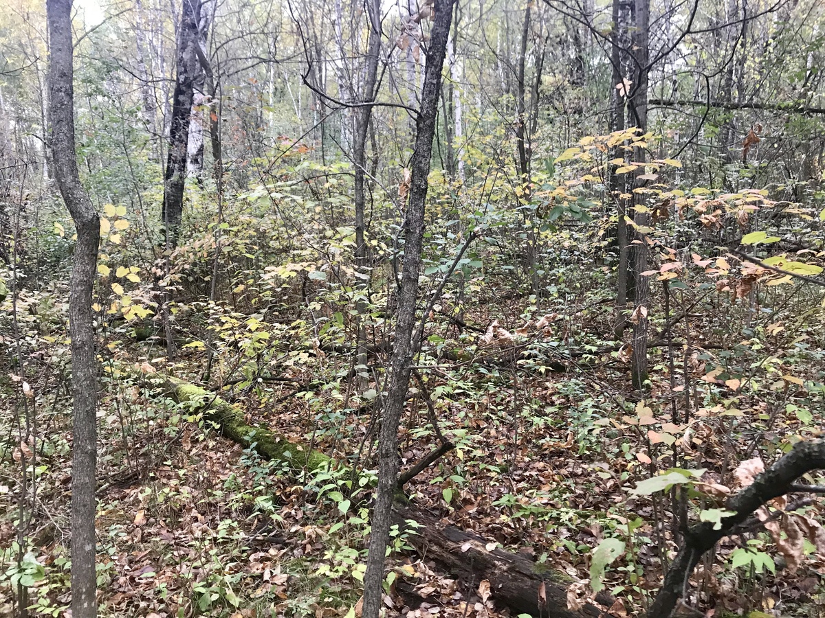 View to the north from the confluence point.