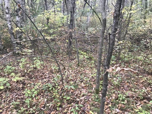 #1: Site of 46 North 94 West, looking west-northwest to bog. 