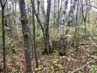 #8: View to the west from the confluence point. 