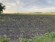 #2: The view to the north from the confluence point. 