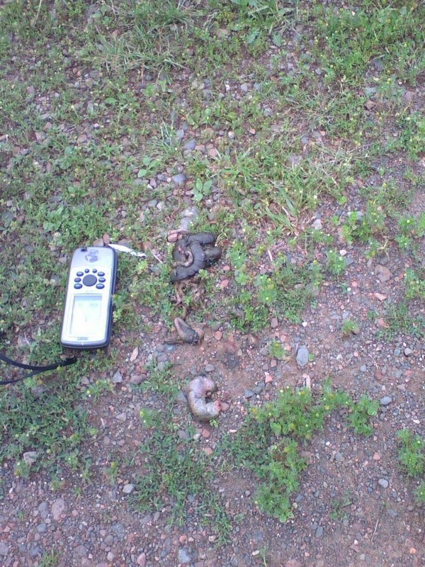 Bear droppings on road near parking spot