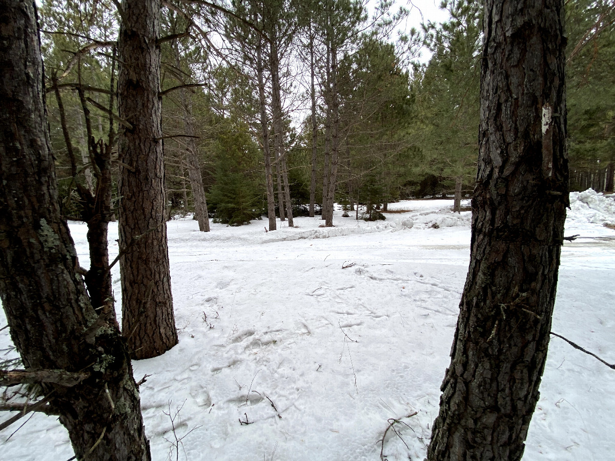 View to the north from the confluence point.