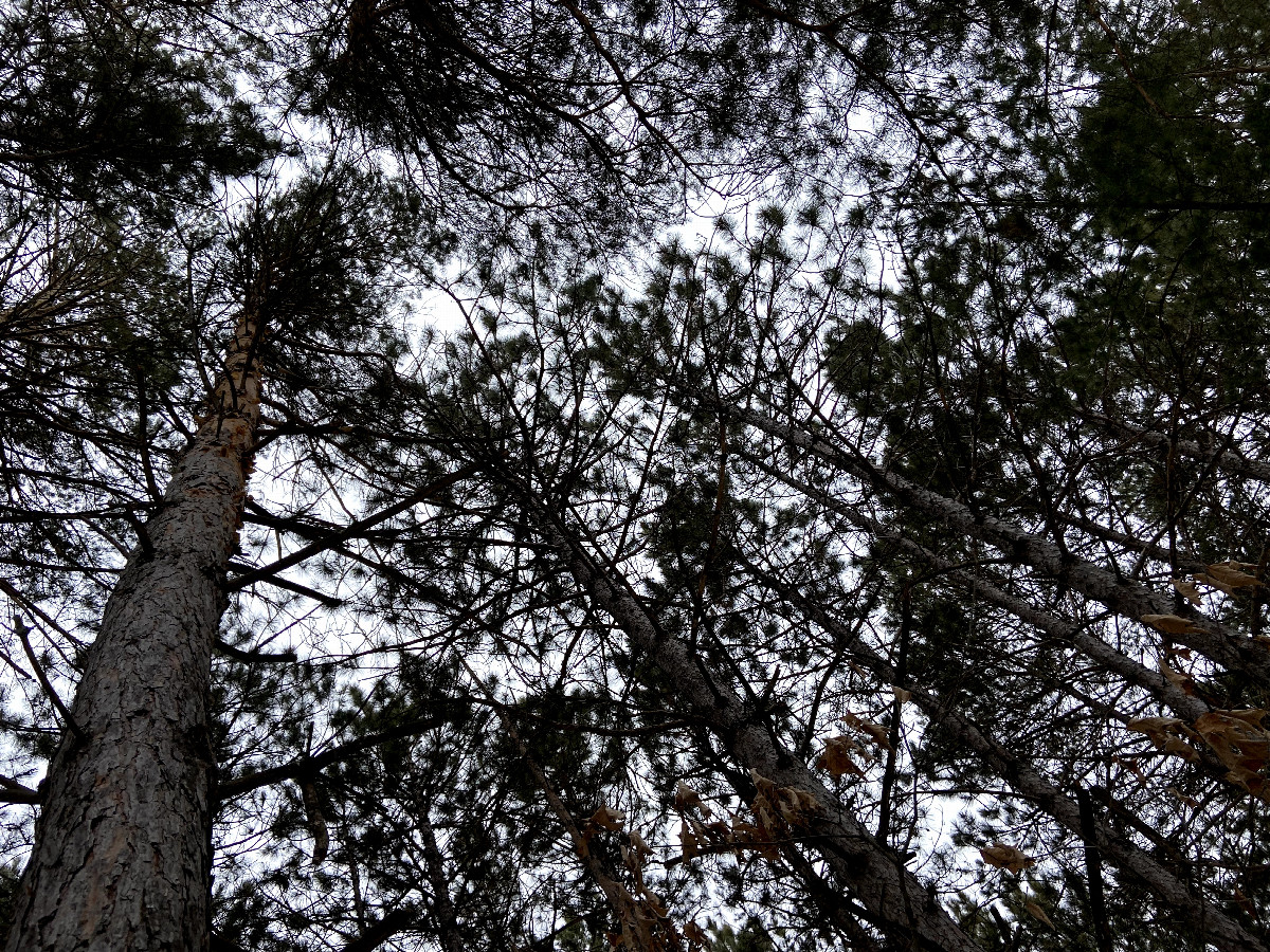 Sky cover at the confluence point.