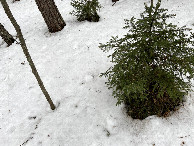 #6: Ground cover at the confluence point. 