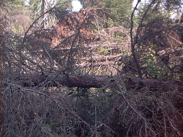 Downed trees north of confluence