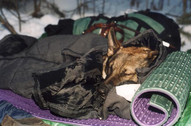 Homer resting after the trek to the Confluence Point