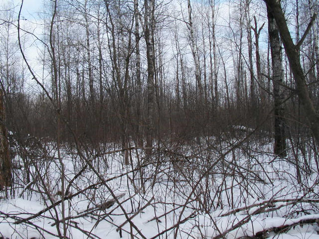 Looking North from the confluence