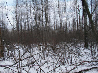 #1: Looking North from the confluence