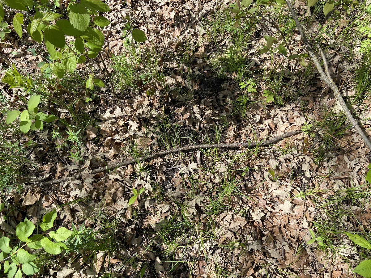 Ground cover at the confluence point.