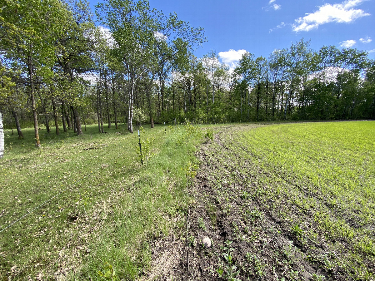 Closest fields, the confluence point, looking south, about 80 m northwest of the point.