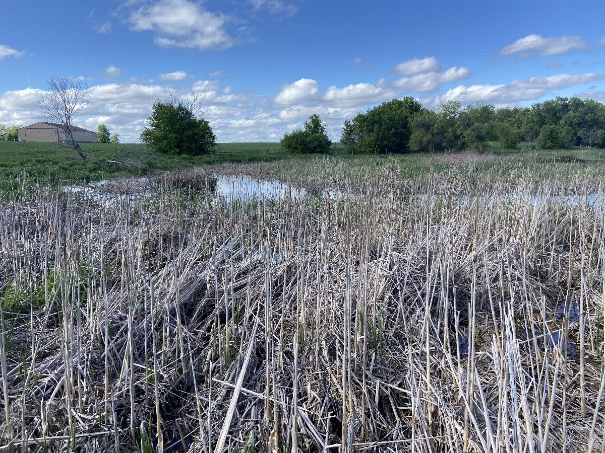 A view to the north from the confluence. 