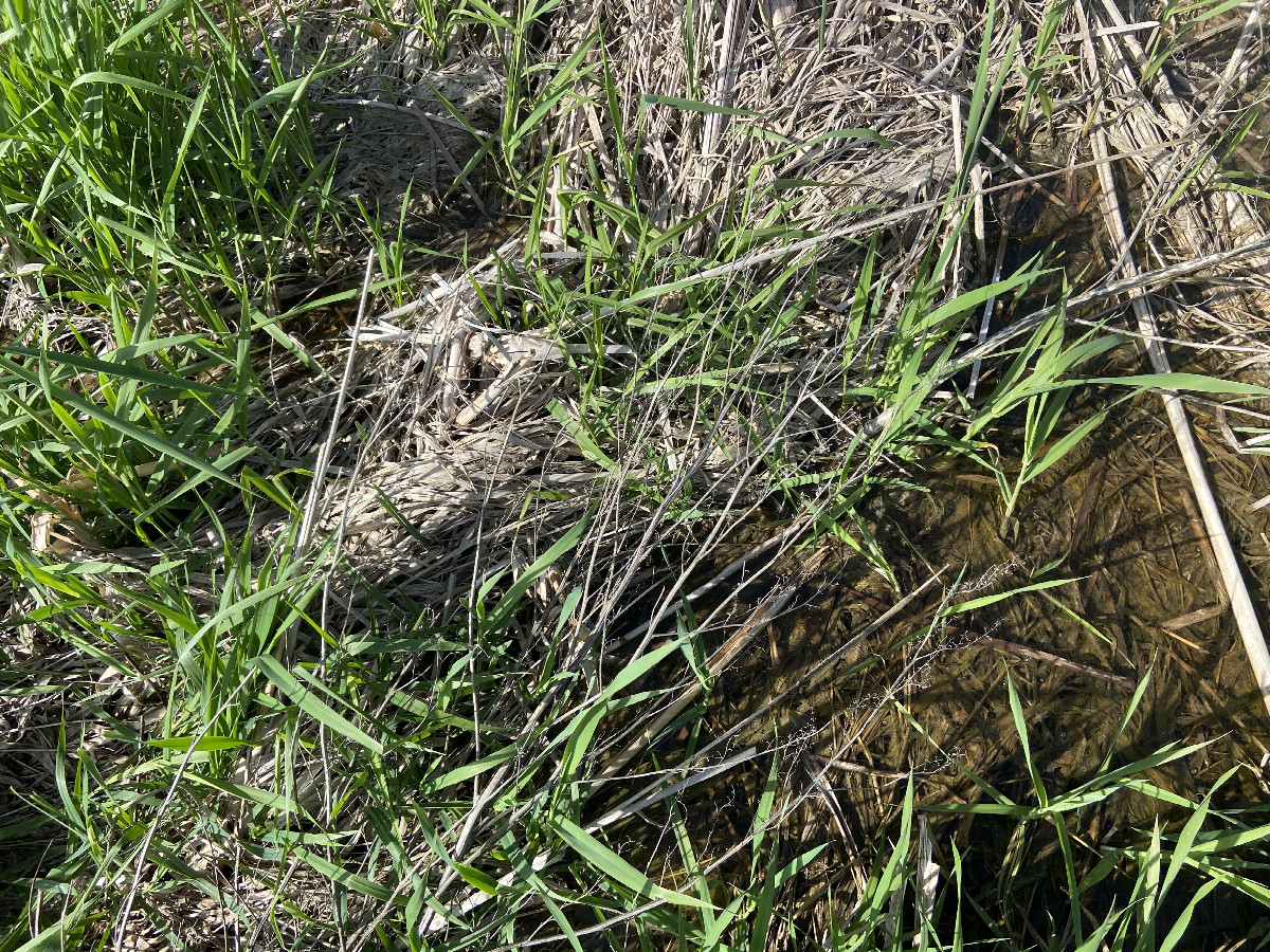 Ground cover at the confluence. 