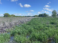 #4: A view to the south from the confluence. 