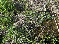 #8: Ground cover at the confluence. 