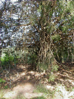 #1: The Cedar tree marks the spot!