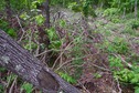 #5: The confluence point lies among downed trees, on the side of an old road cut