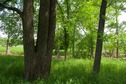 #5: The confluence point lies near this triple-trunked tree