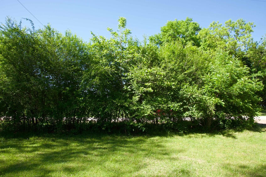 View North (towards the country road, just 50 feet away, on the other side of the hedge)