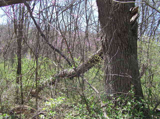 View to the west from the confluence.