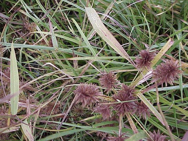 Groundcover at the confluence site.