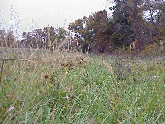 View to the north from the confluence.