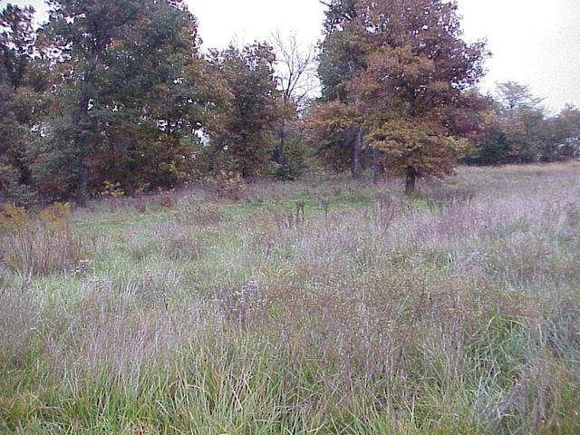 View to the east from the confluence.