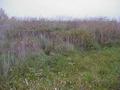 #6: View to the west from the confluence site.