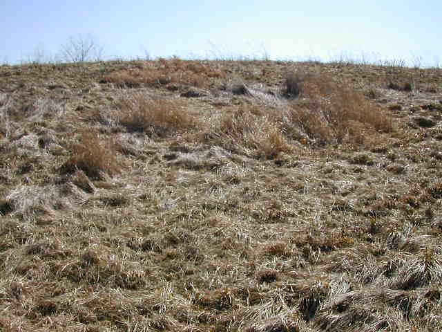 View from the confluence to the south