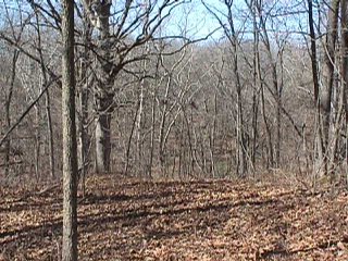 #1: Looking north from confluence