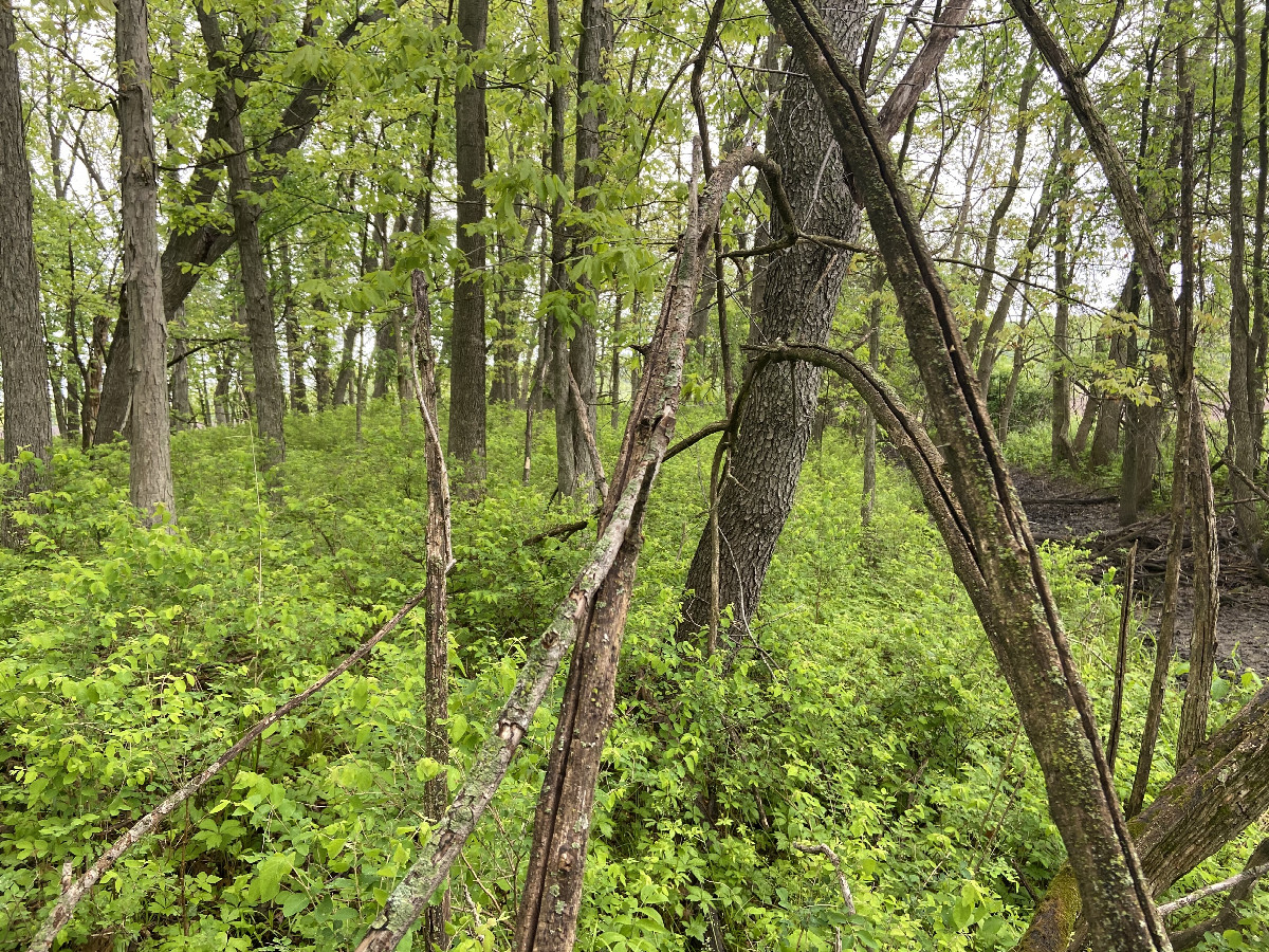 View to the north from the confluence point. 