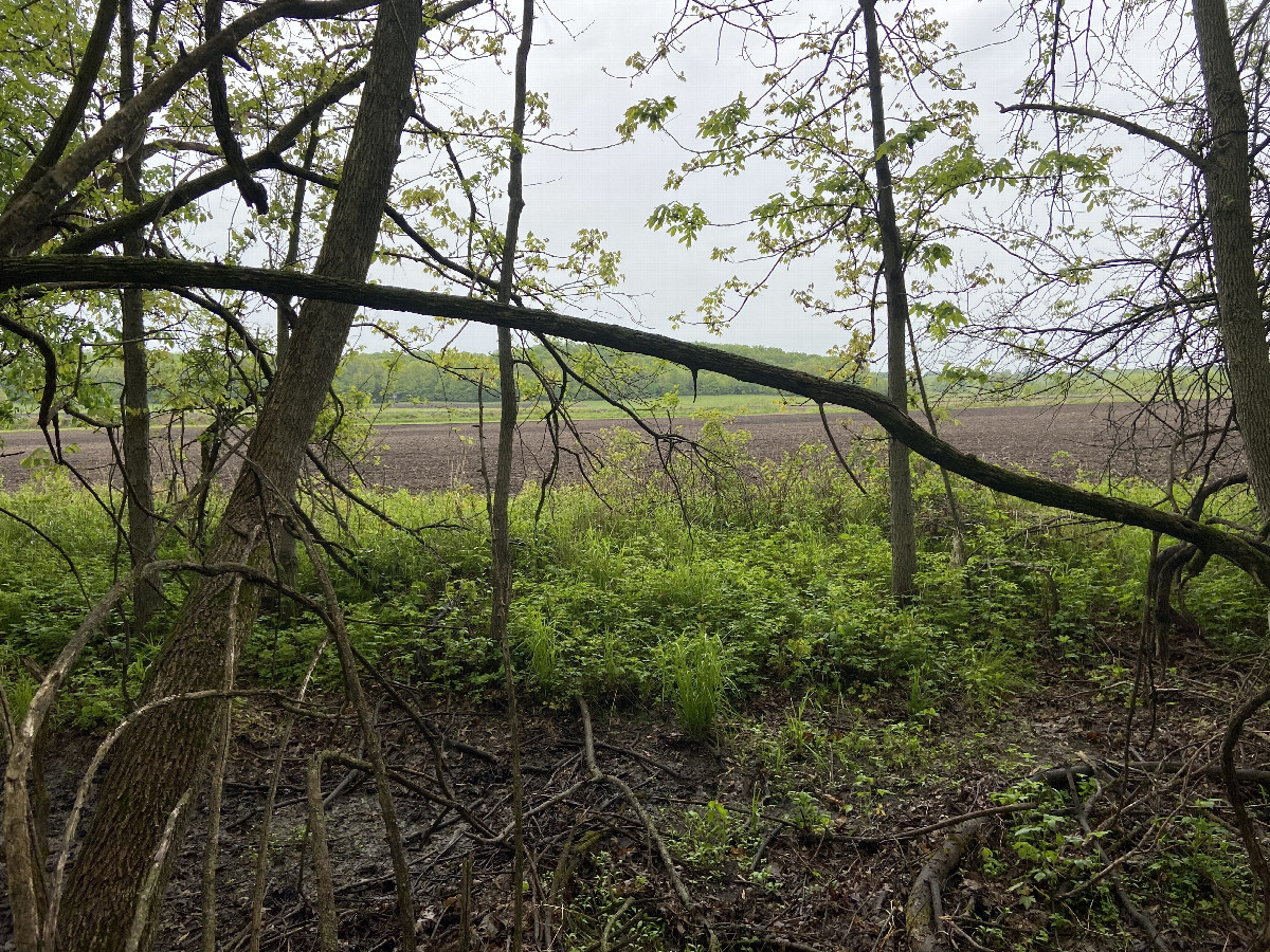 View to the east from the confluence point. 