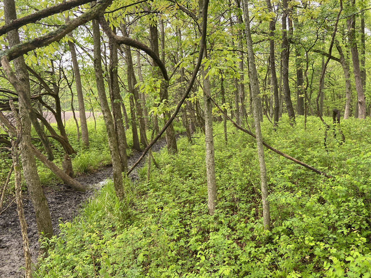 View to the south from the confluence point. 