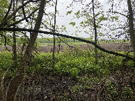 #5: View to the east from the confluence point. 