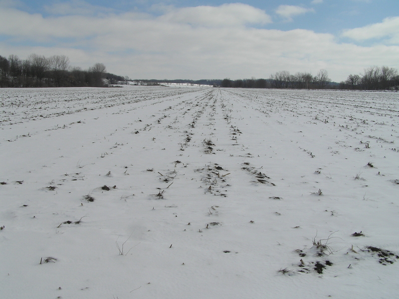 View to the east from the confluence.